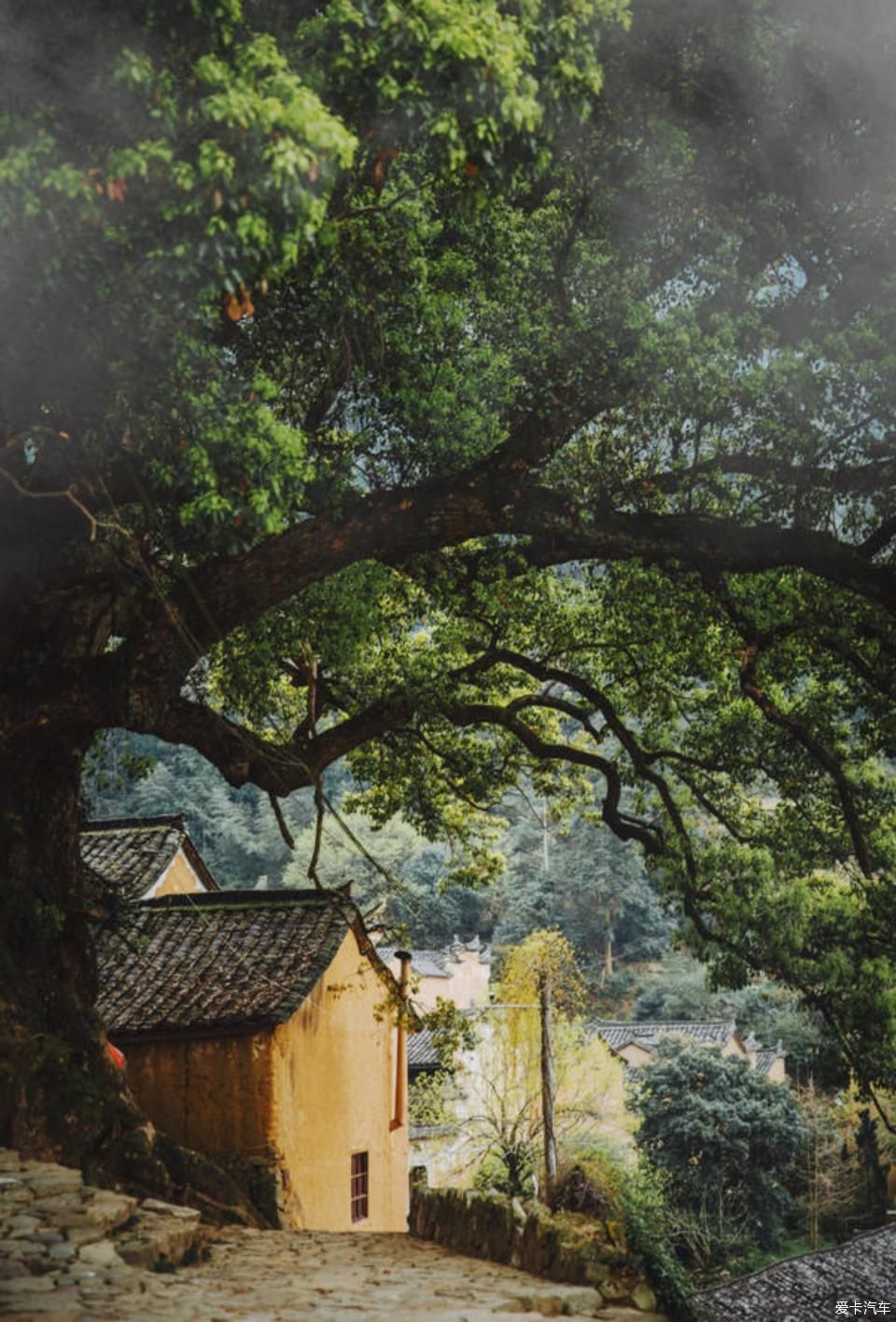  世外桃源@茶香环绕，与探岳陶醉在世外桃源。