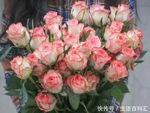 值得|1种花,被称作玫瑰中的精品,颜值高开花多,值得养一株!