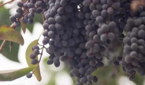 农村有一种野果，长似“葡萄”不能生吃