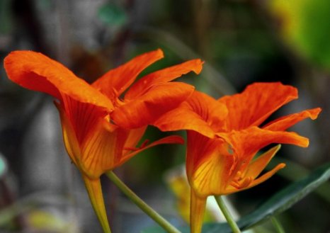 观赏价值:阳台养花老是焉?不如养盆耐旱花,在阳台暴晒,花朵也能繁盛鲜艳