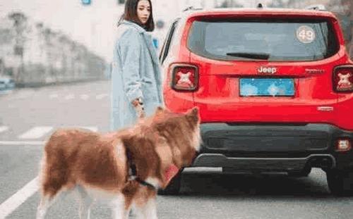 开车撞了狗用不用赔偿？交警给出最终解释，车主：再也不担心被讹