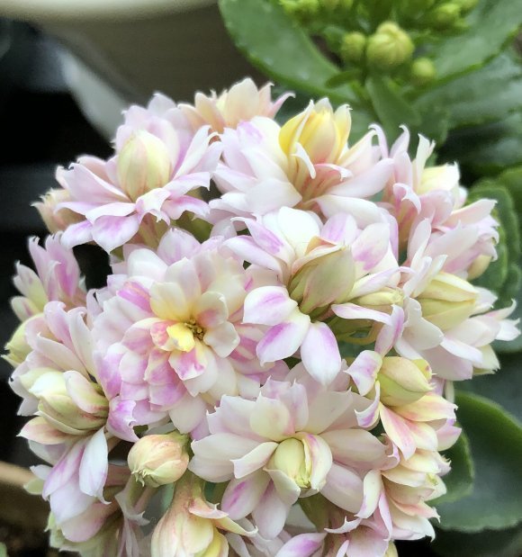  『植物』家庭养长寿花，学会“配土”，满足3个“要求”，开花持续不断