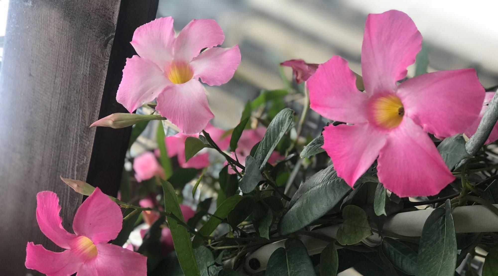  [藤本植物]最好养的藤本植物，扦插就能活，花朵清新美丽，全年开花不停！