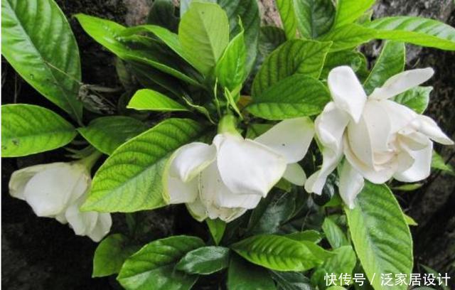 #养得好#新手养栀子花,最好用“此方法”养,叶子油绿不发黄,花开满盆