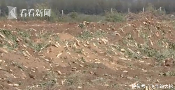 「 拔萝卜」种植户损失20万元，免费？他们听信谣言扎堆拔萝卜