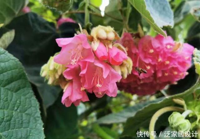 『非洲』来自非洲的芙蓉,开花成球,香气四溢,是小蜜蜂喜爱的食物