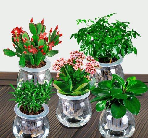 #养花#养花花盆几十种,到底哪种最靠谱?新手慎选这几种