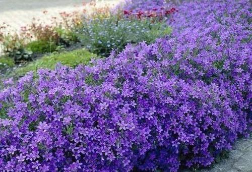  『绿萝』这种花卉比绿萝和吊兰好养，花型似铃铛，开花时间长，招人喜爱