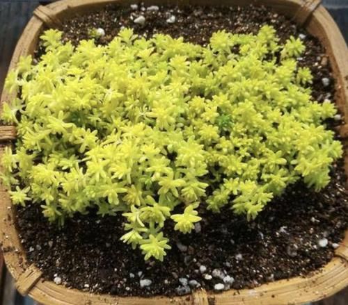 「人称」3种多肉植物,人称“爆盆草”,1个花盆种2棵,繁殖30棵,美!