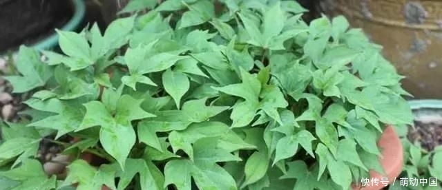  『刚发芽的红』花盆里种了一个小红薯，100天内装满红薯“孩子”的香气很甜，很好吃