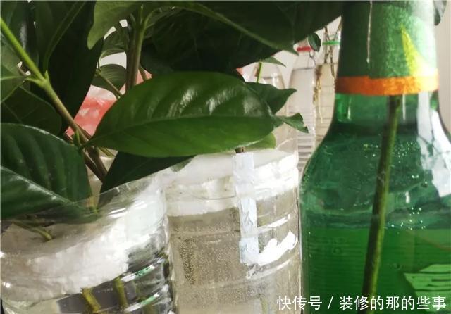 『执着的花盲』养花技巧:这5种花现在扦插,下个月就开花,千万别错过时机!