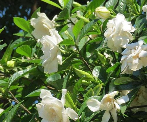  「栀子花」栀子花花苞掉一地?，改改几个“臭毛病”，大花苞砰砰开