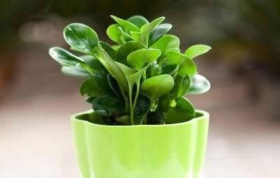  『懒人』典型的懒人植物，既好看又好养，赶紧养起来吧！