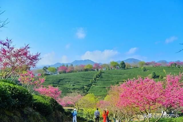 国内最美的10处赏樱地， 70万株樱花树烂漫惹人醉