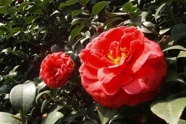  [盆土]养茶花、君子兰，用上这3种“酸酸汤”，盆土“松软”，开花多多