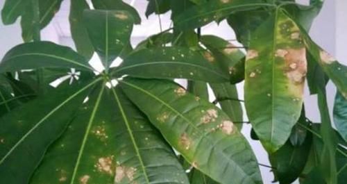  「温度过低」发财树特别适合懒人养，勤快人养几天就能养死