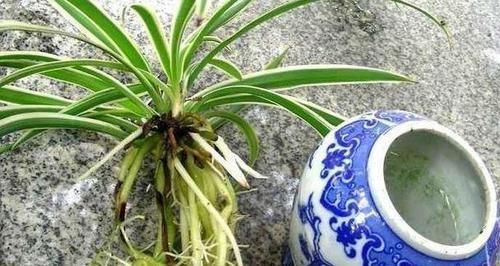  修根■老花匠养“3种花”，温度回升就“修根”，越养越旺盛，冒新芽！