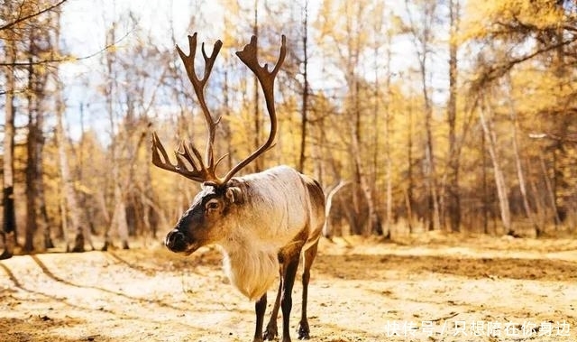 呼伦贝尔的秋天，美的太高级