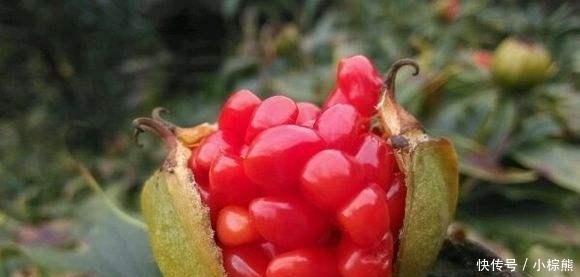 农村草中“贵族”, 根部像天麻, 500一斤, 见了别挖, 只因太珍贵