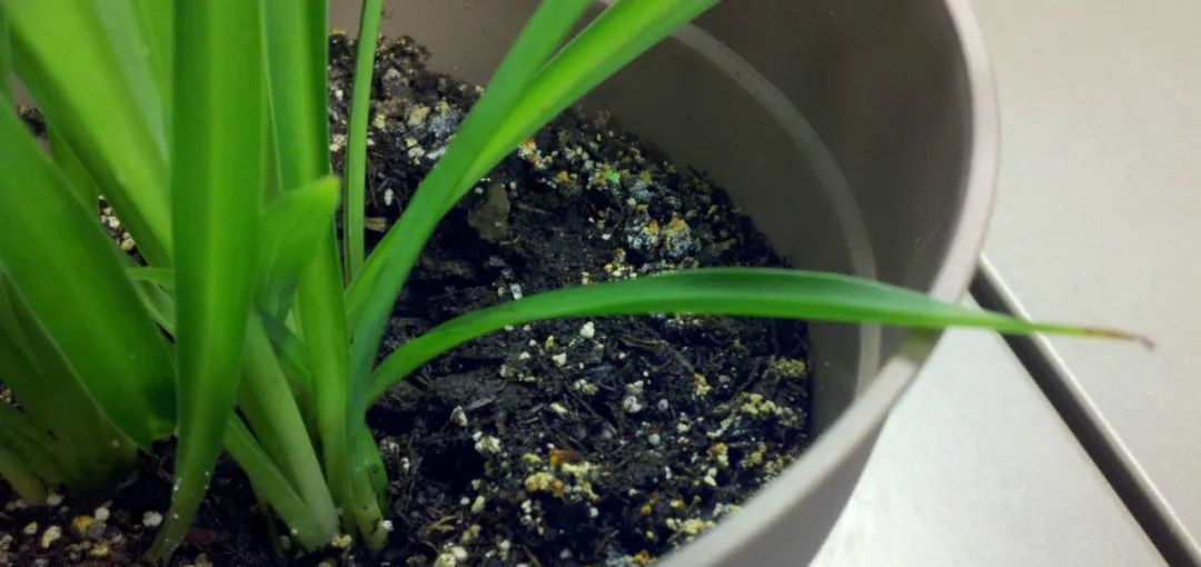  杀菌剂：几种杀菌剂对霉菌及香菇菌丝生长影响试验初报
