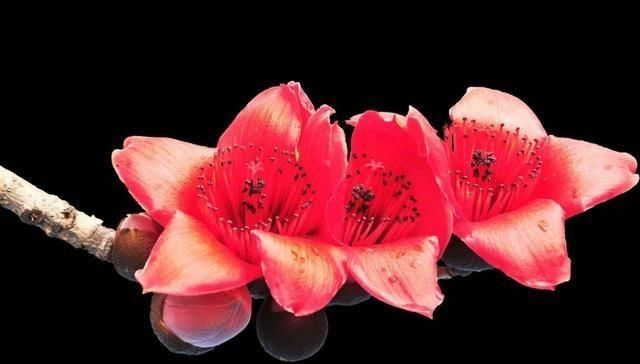  家里：冬天开花是红色的植物，过年看着就喜庆，妈妈们还不知道吗？