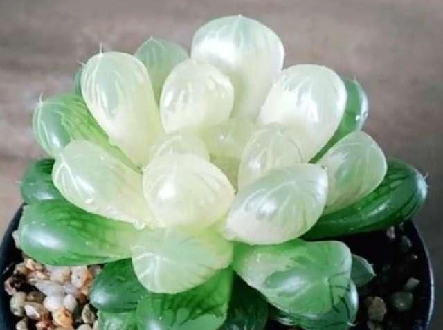  「玉露根部」4月底玉露还能砍头吗？砍头注意哪些事项？