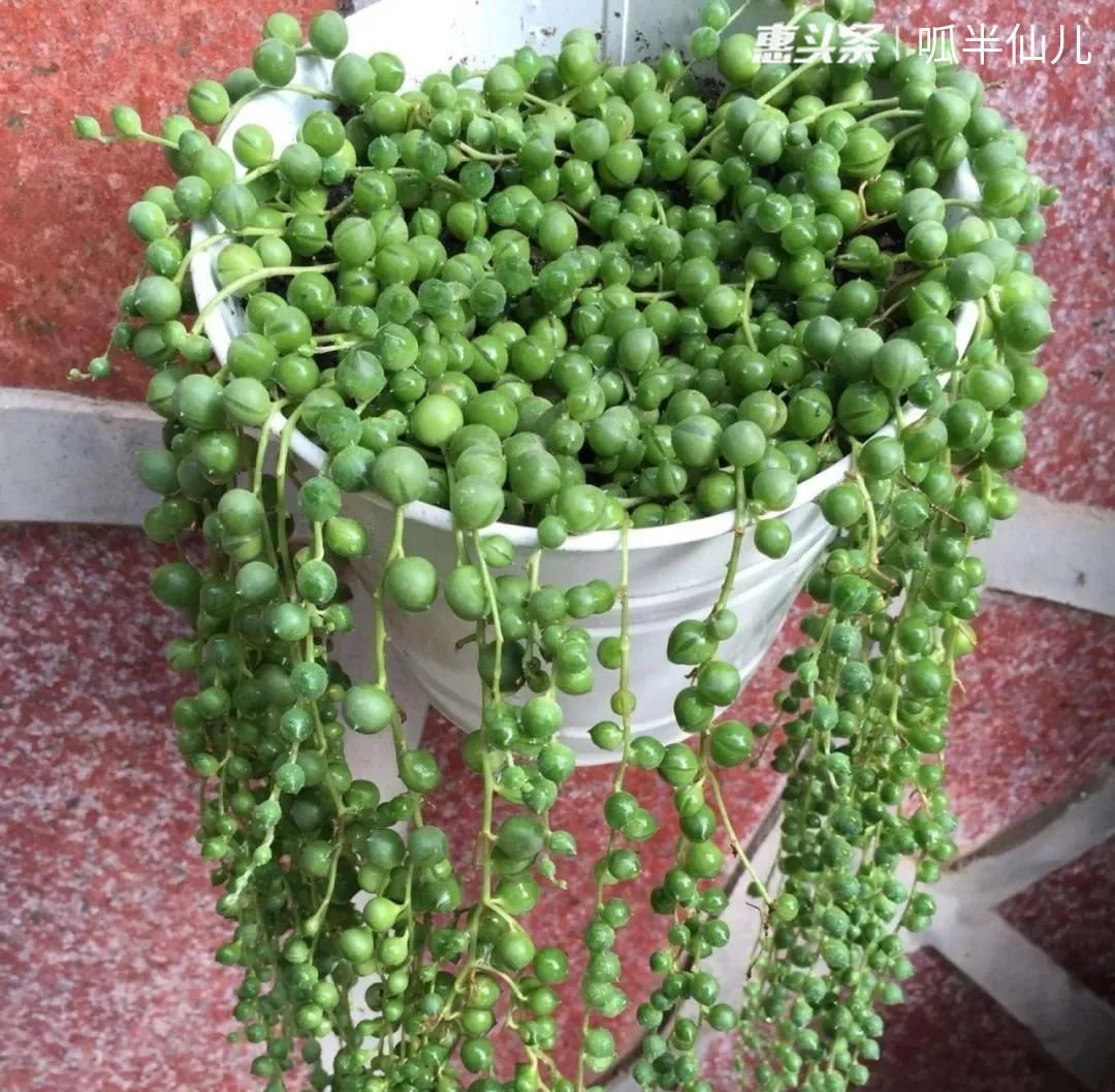 #上名#傻傻分不清的多肉,就看它这儿,一眼就能叫上名!