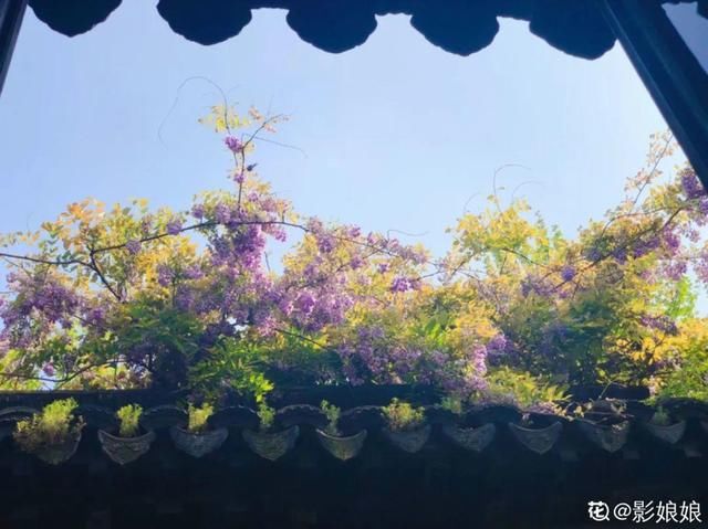  『生活』有一方小院，和你一起养花种草，这样就挺好