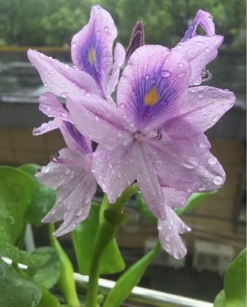  『害草』2种花沾土就疯长，最好别地栽，不然没处落脚！