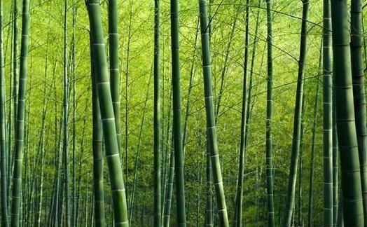  我国：世界最大的竹子，高度超10层楼，就在我国，你能相信它是