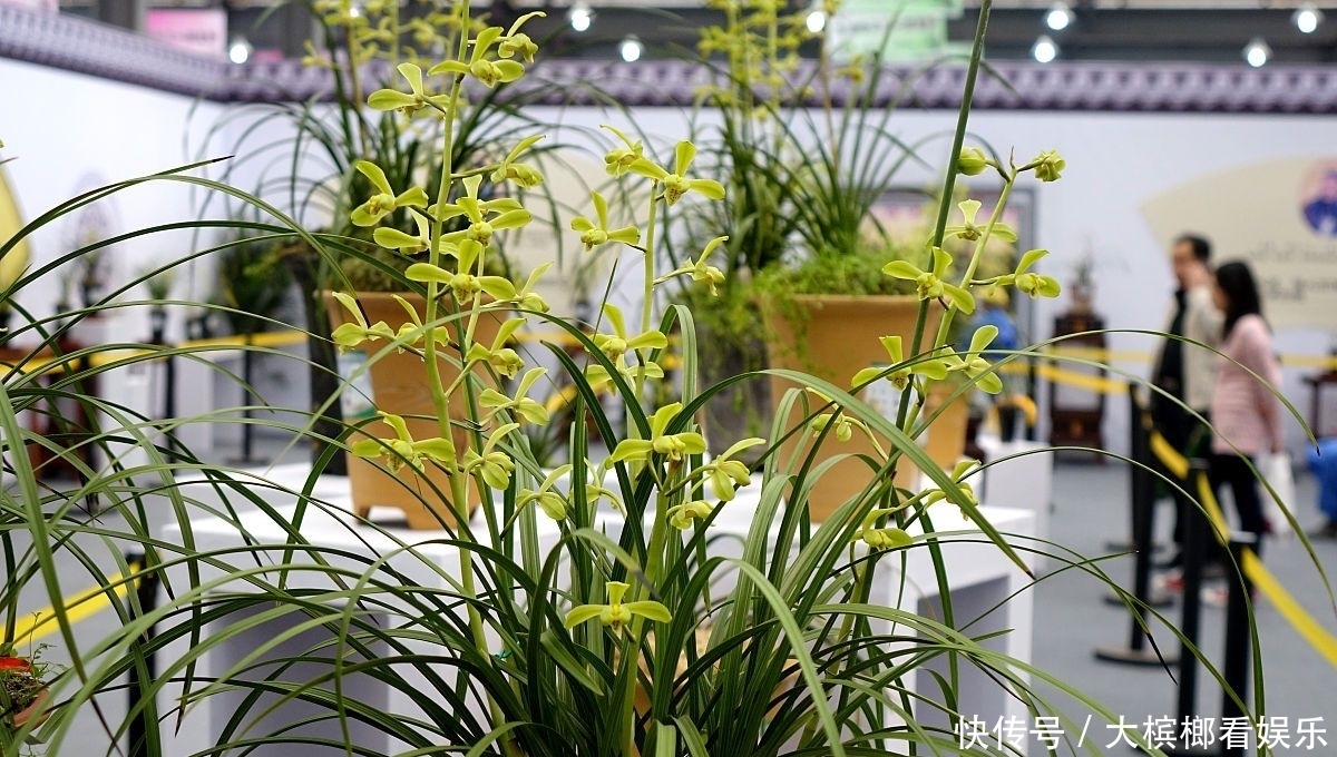 『越养越』兰花、蝴蝶兰养不好,赶紧用此法,百分百养活,而且越养越好