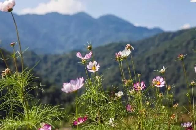  老桥@52岁的他为健康养老，跑大山里盖木屋，过上让人艳羡的生活