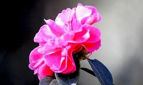  「碧绿」喜欢玫瑰，不如养盆“五大名菊”绿牡丹，花开碧绿如玉，光彩夺目