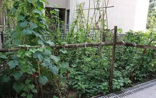  「压力」我顶着压力买一楼，父母看了赠送的院子后，都忙着养花种菜了！