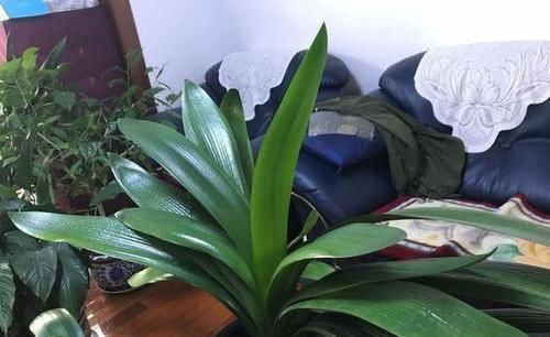  【药片】想要君子兰长的好，用一粒药，树叶茂盛光泽开花颜色好看！