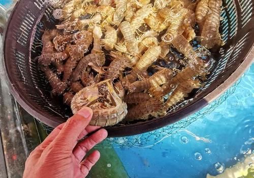 节前东港探海鲜：价格略涨还是便宜，商家说几个节日赚钱平时微利