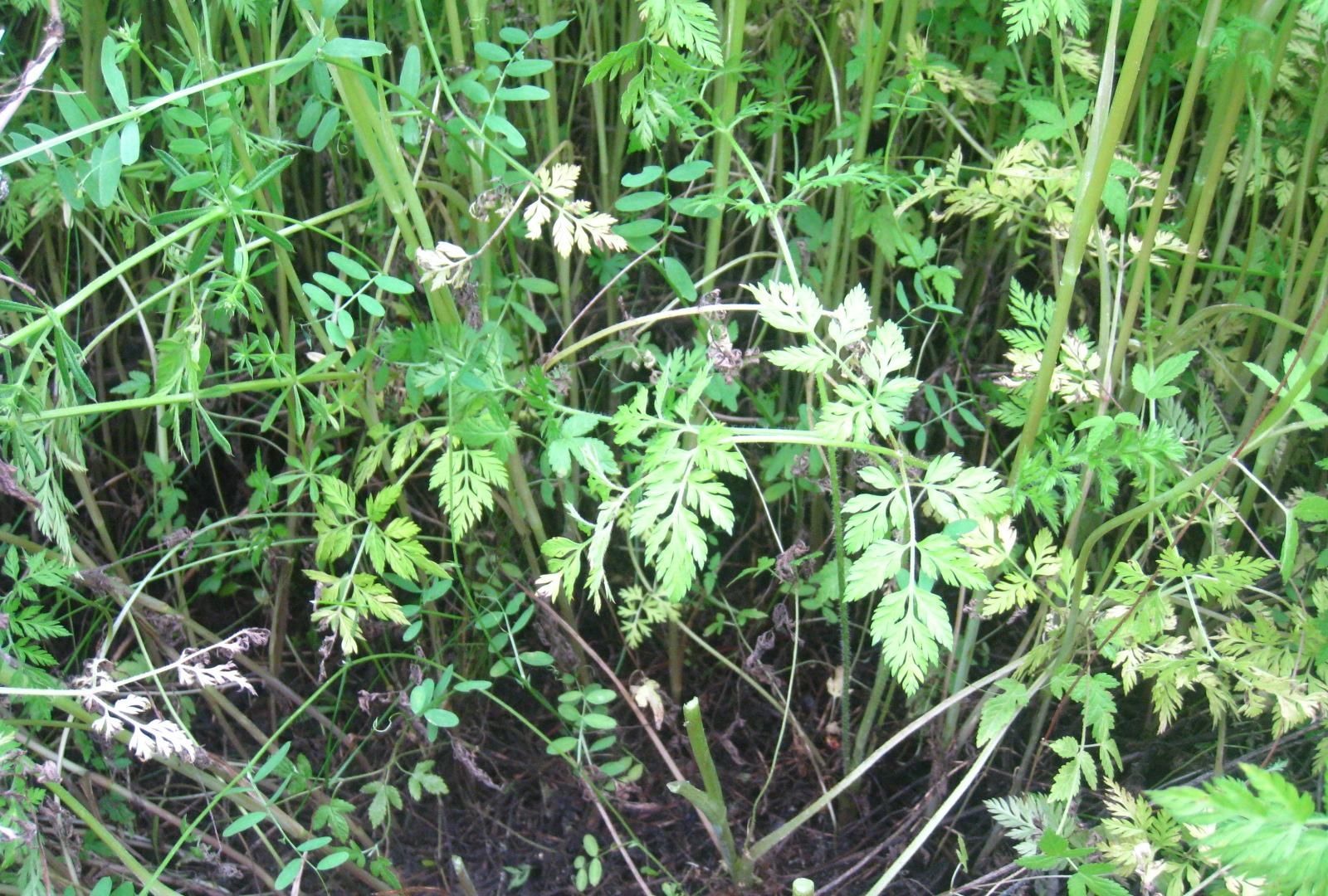  『去拍』冬去春来的武汉郊区，植物闹春掠影