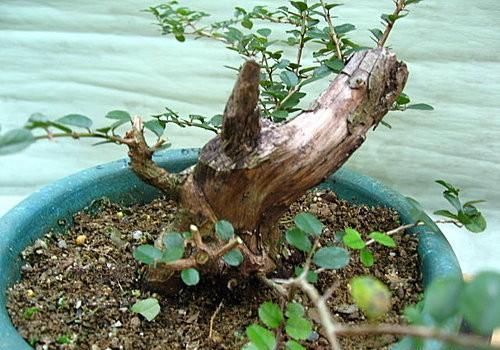 矮霸雀梅养桩到成型——岭南盆景“截干蓄枝”技法全记录！