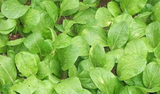  [存活率]你不知道怎么种卷心菜。事实上，你可以用这种方法种植卷心菜。学得快