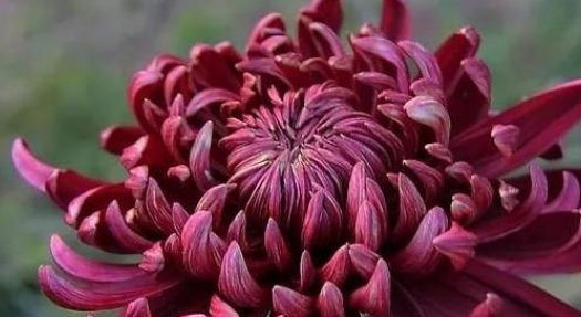  [记住]养殖菊花的几个小技巧,记住这几点,菊花爆满盆!