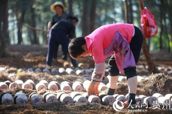  「贵州」贵州黔西：林下种植竹荪弄出新产业