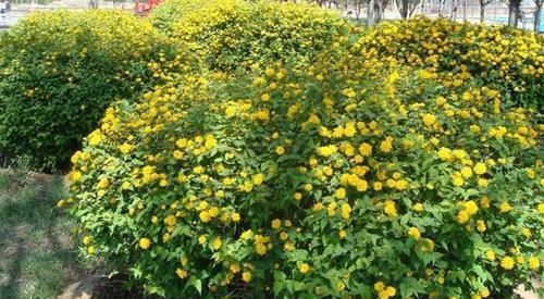 『玉兰花』在门前种这“5种树”,春夏季花开满枝,路人、邻居看了都羡慕