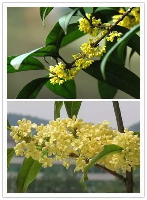 在诗词中绽放的十大名花！你喜欢哪种？