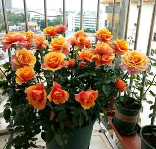  『值得』养花就养此款花，植株冠形丰满紧凑，养殖容易，值得拥有