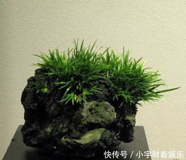 『养眼』菖蒲:此为寿品,玩者珍惜!太养眼!