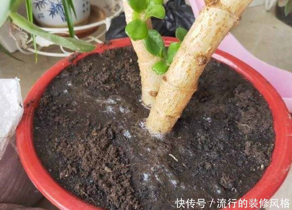  「技巧」盆土容易结板，掌握这些技巧，土壤疏松透气，养分充足