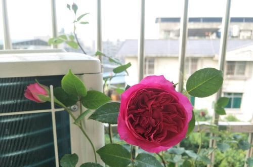  『开花真』谁说月光族就不配养花？这20种月季花月薪3000也能养