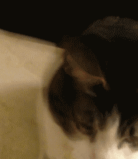 看过杨颖和杨紫的假吃，再看发哥生吞12个鸡蛋，就知道什么是敬业