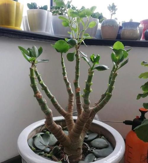  【长寿花养成】如何养护长寿花盆栽能开花多？将枝干剪一剪，老桩照样多开花