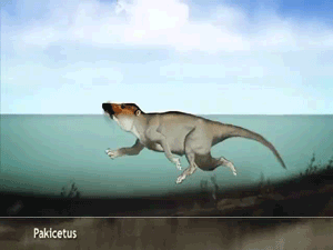 ■海豚长腿，人类长尾，这些真的是返祖现象？